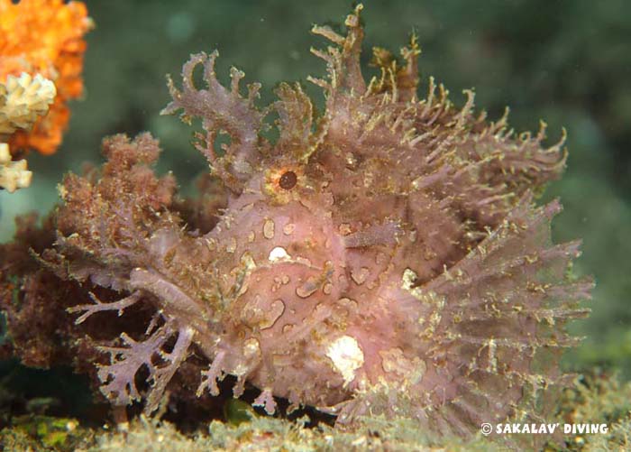 Nosy Be differents dive sites
